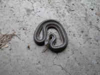 Garter Snake, Common (Thamnophis sirtalis) - 06