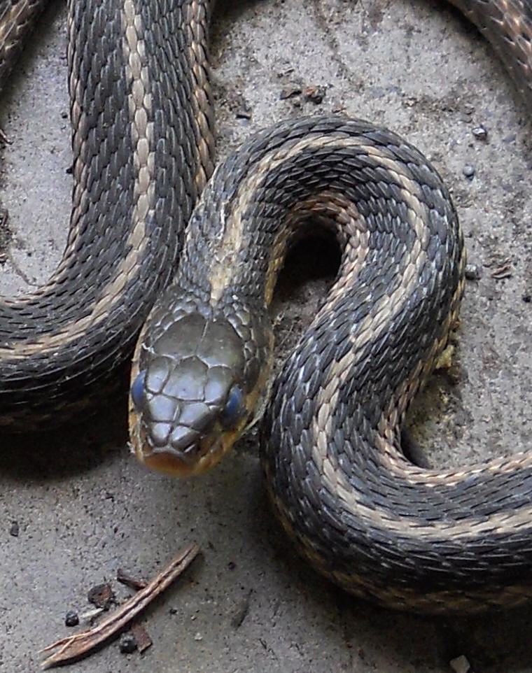Garter Snake, Common (Thamnophis sirtalis) - 06a