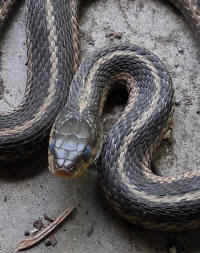 Garter Snake, Common (Thamnophis sirtalis) - 06a