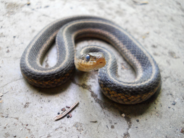 Garter Snake, Common (Thamnophis sirtalis) - 08
