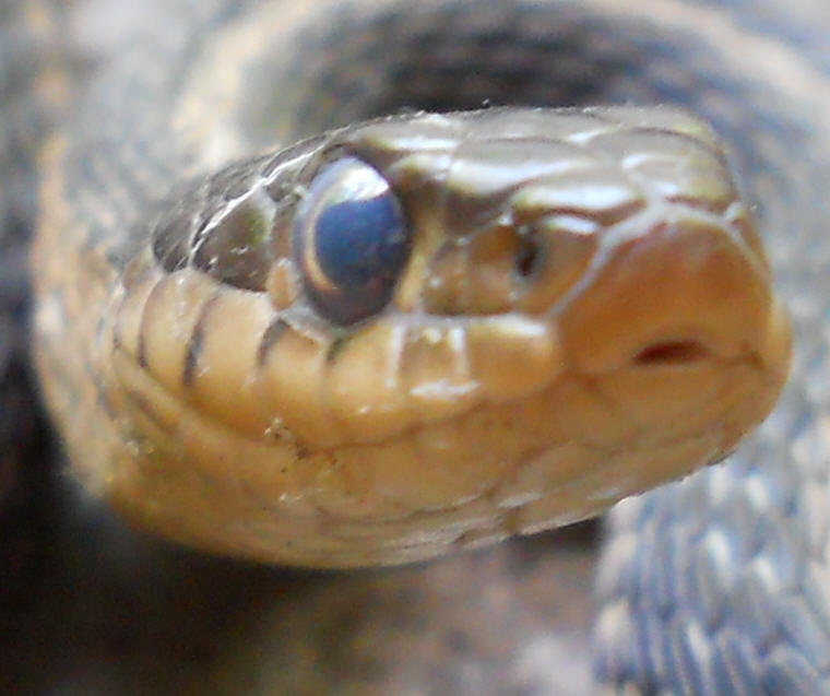 A living garter snake's head