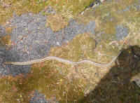 Garter Snake, Common (Thamnophis sirtalis) - 11