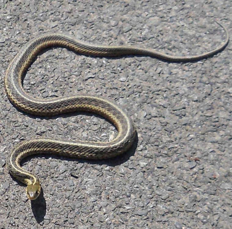 Garter Snake (Thamnophis sirtalis) - 14