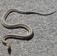 Garter Snake, Common (Thamnophis sirtalis) - 14