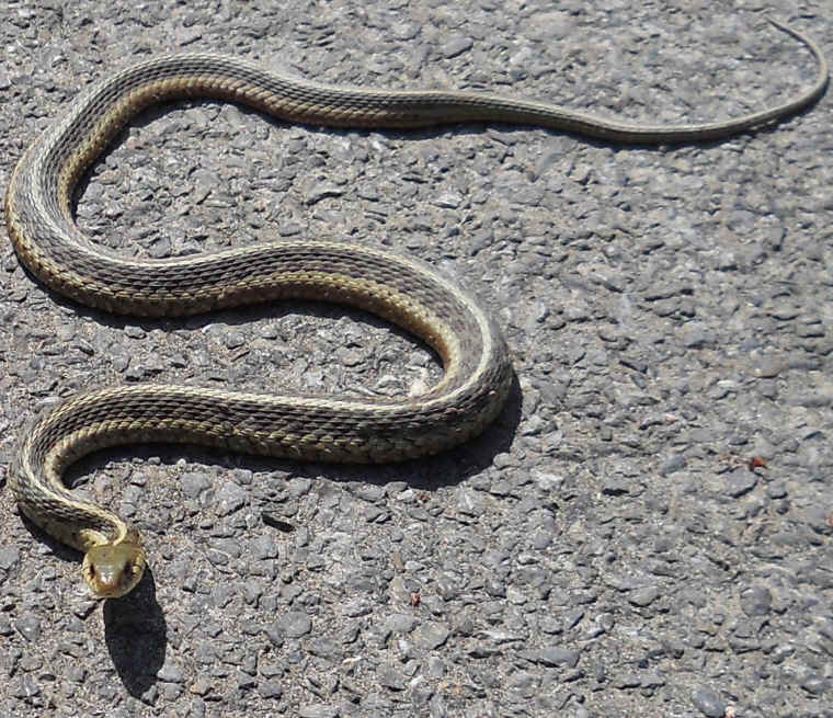 Garter Snake (Thamnophis sirtalis) - 16
