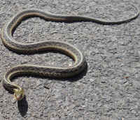 Garter Snake, Common (Thamnophis sirtalis) - 16