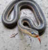 Garter Snake, Common