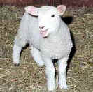 Lamb - Right