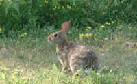 Rabbit, Eastern Cottontail (Sylvilagus floridanus) - 01