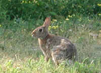 Rabbit, Eastern Cottontail (Sylvilagus floridanus) - 02