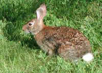 Rabbit, Eastern Cottontail (Sylvilagus floridanus)