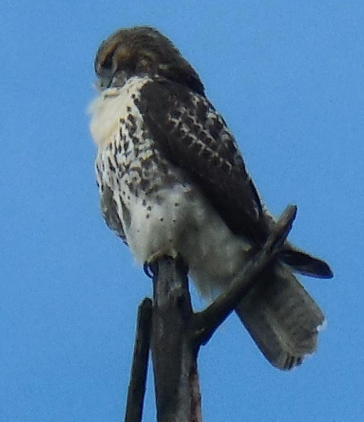 Red-tailed Hawk - 03