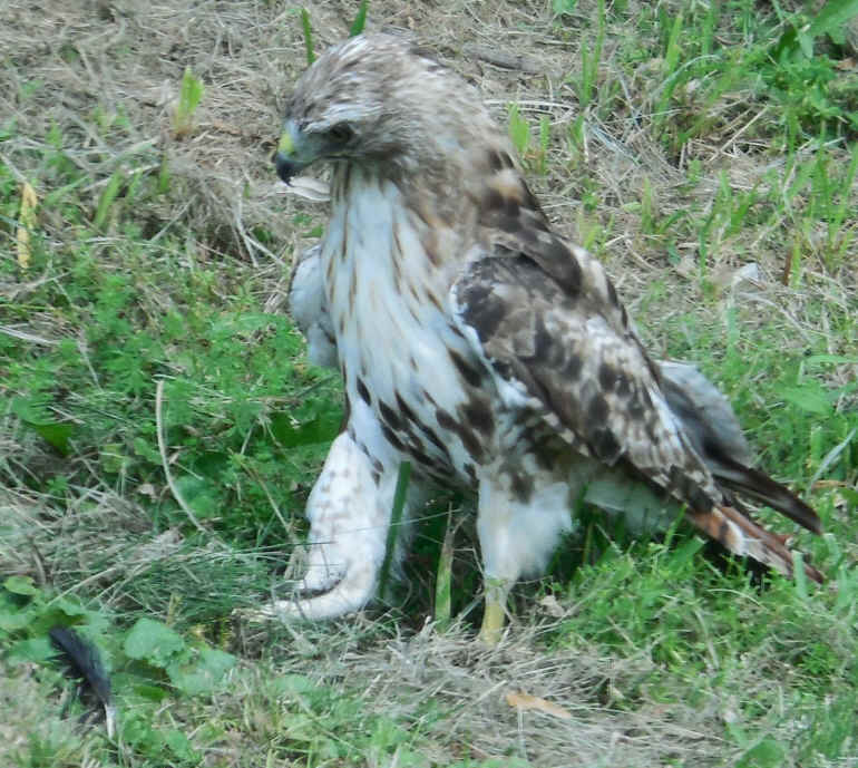 Red-tailed Hawk - 04