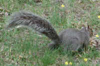 Eastern Gray Squirrel (Sciuridae carolinensis) - 01
