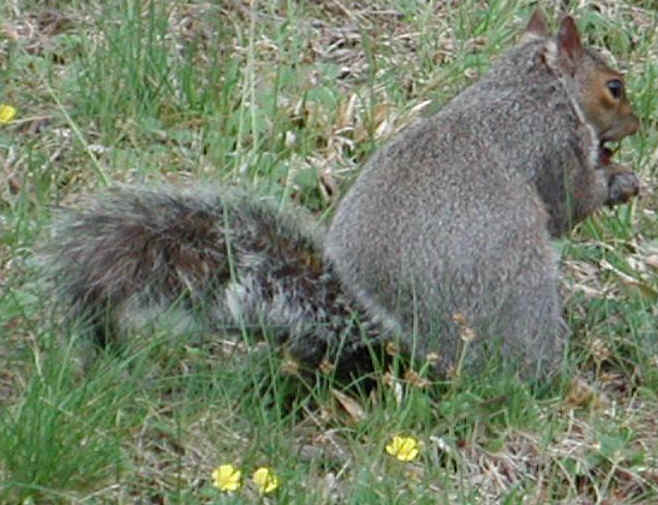 Eastern Gray Squirrel (Sciuridae carolinensis) - 02
