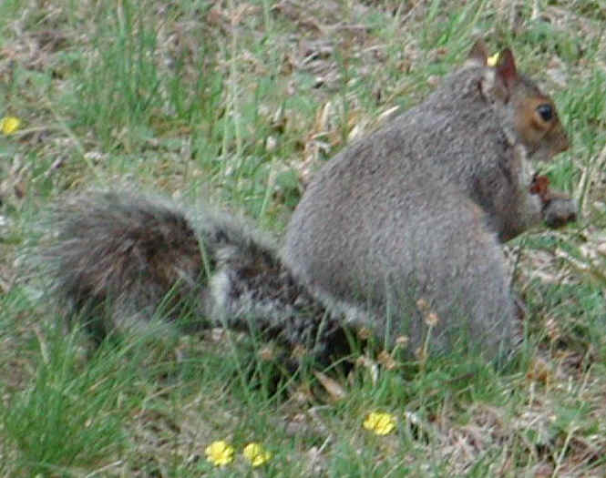 Eastern Gray Squirrel (Sciuridae carolinensis) - 03