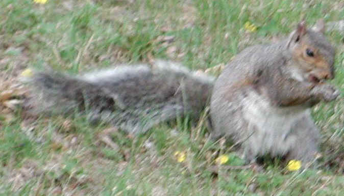 Eastern Gray Squirrel (Sciuridae carolinensis) - 04
