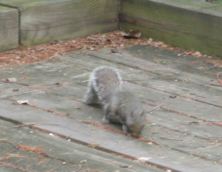 Eastern Gray Squirrel (Sciuridae carolinensis) - 07