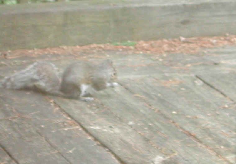 Eastern Gray Squirrel (Sciuridae carolinensis) - 08