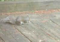 Eastern Gray Squirrel (Sciuridae carolinensis) - 08