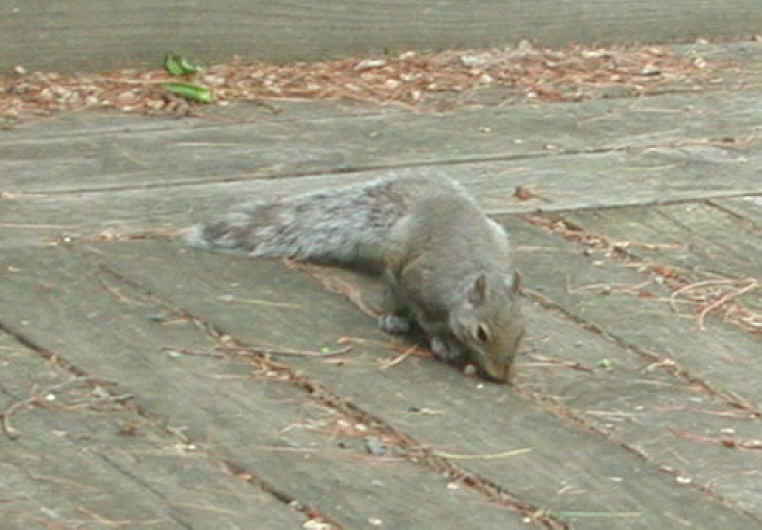 Eastern Gray Squirrel (Sciuridae carolinensis) - 11