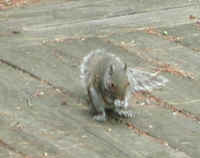 Eastern Gray Squirrel (Sciuridae carolinensis) - 12
