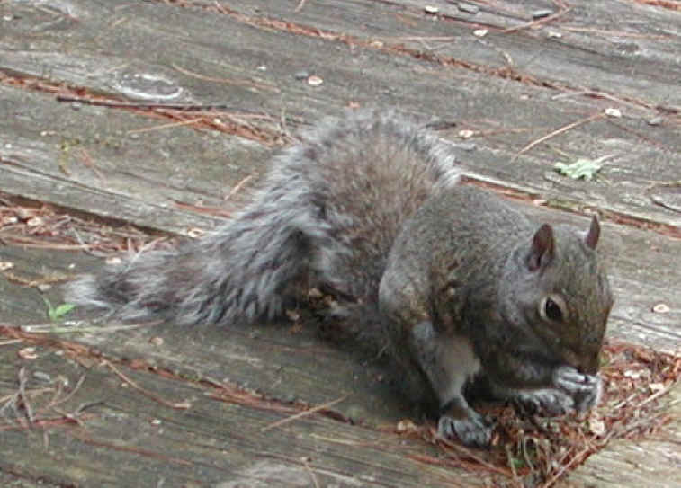 Eastern Gray Squirrel (Sciuridae carolinensis) - 21