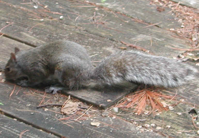 Eastern Gray Squirrel (Sciuridae carolinensis) - 26