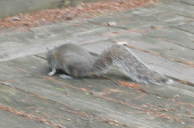 Eastern Gray Squirrel (Sciuridae carolinensis) - 28