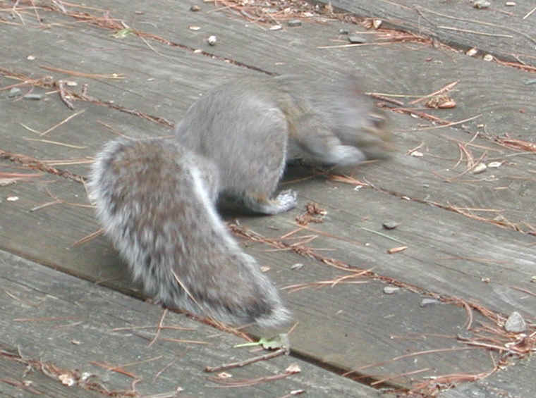 Eastern Gray Squirrel (Sciuridae carolinensis) - 29