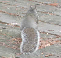 Eastern Gray Squirrel (Sciuridae carolinensis) - 33