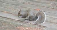 Eastern Gray Squirrel (Sciuridae carolinensis) - 34