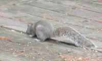 Eastern Gray Squirrel (Sciuridae carolinensis) - 35