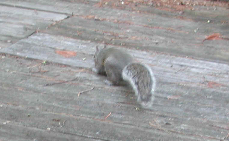 Eastern Gray Squirrel (Sciuridae carolinensis) - 37