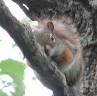 Red Squirrel, American (Tamiasciurus hudsonicus) -  04
