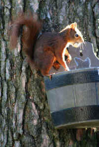 Red Squirrel (Sciurus vulgaris) -  07