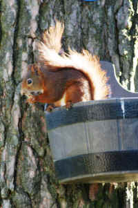 Red Squirrel (Sciurus vulgaris) -  09