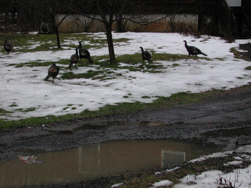 Wild Turkeys - 20050114-02