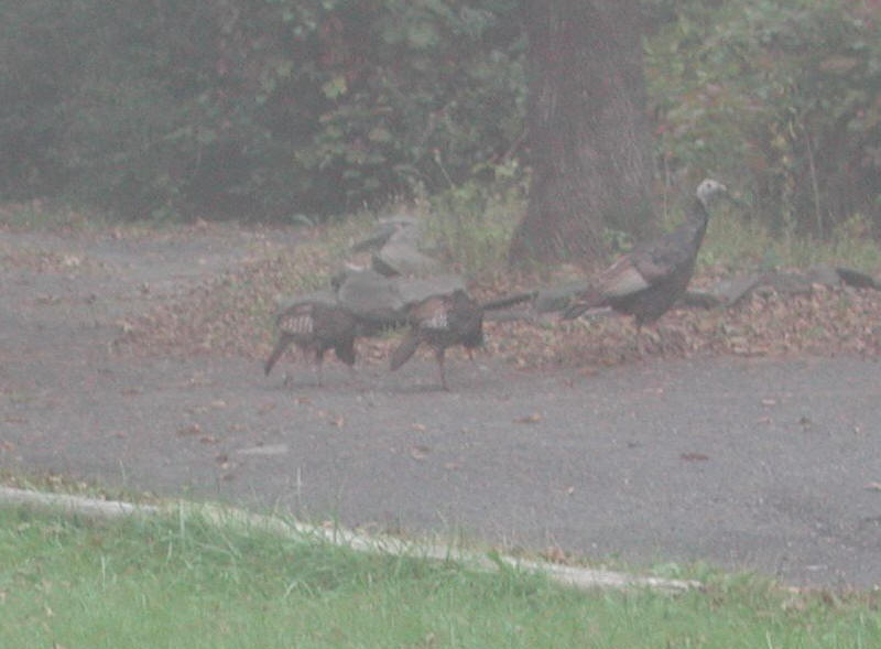 Wild Turkeys (Meleagris gallopavo) - 20051002-03