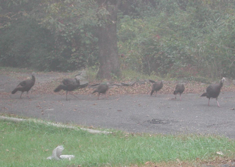 Wild Turkeys (Meleagris gallopavo) - 20051002-05