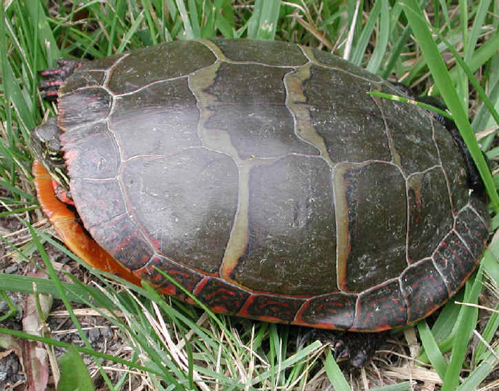 Painted Turtle (Chrysemys picta) - 03