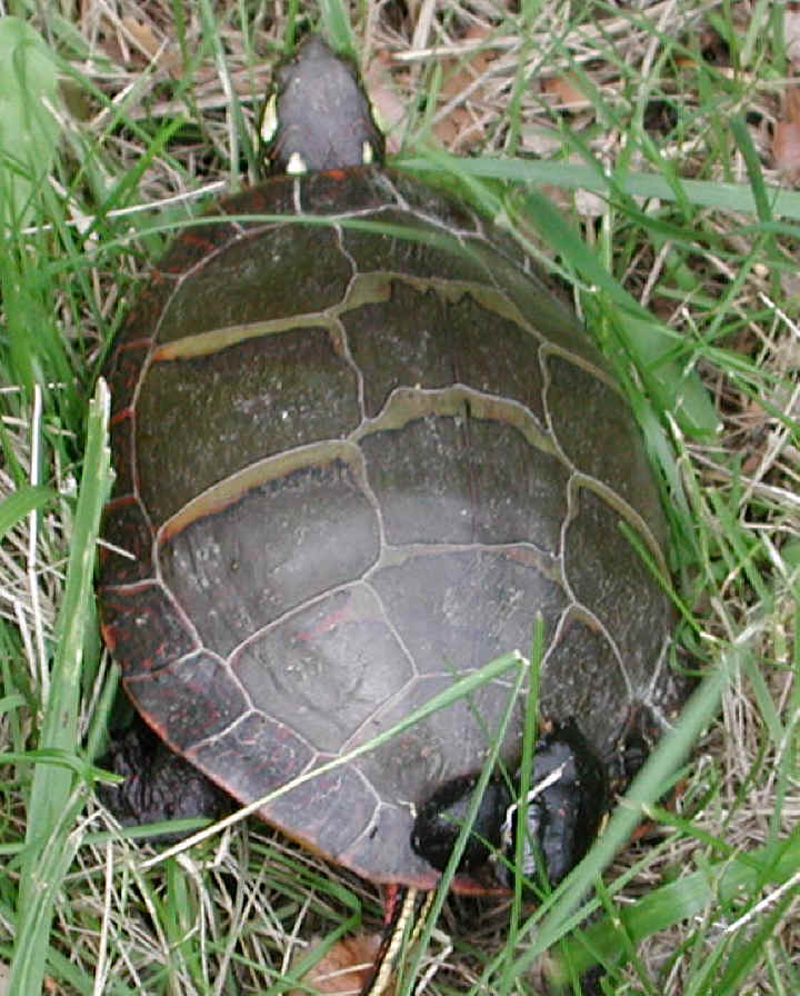 Painted Turtle (Chrysemys picta) - 05