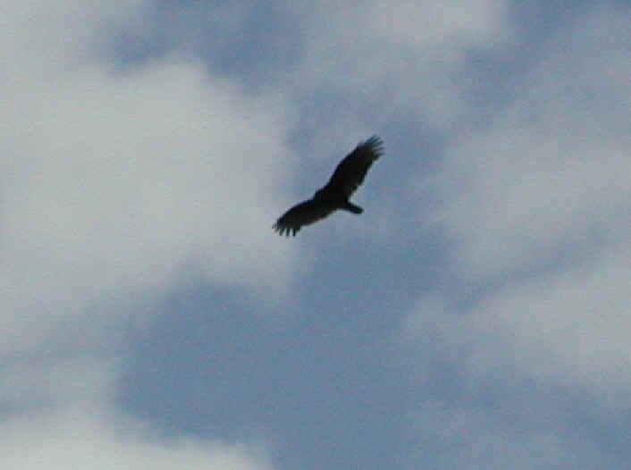 Turkey Vulture or Buzzard (Cathartes aura) - 01