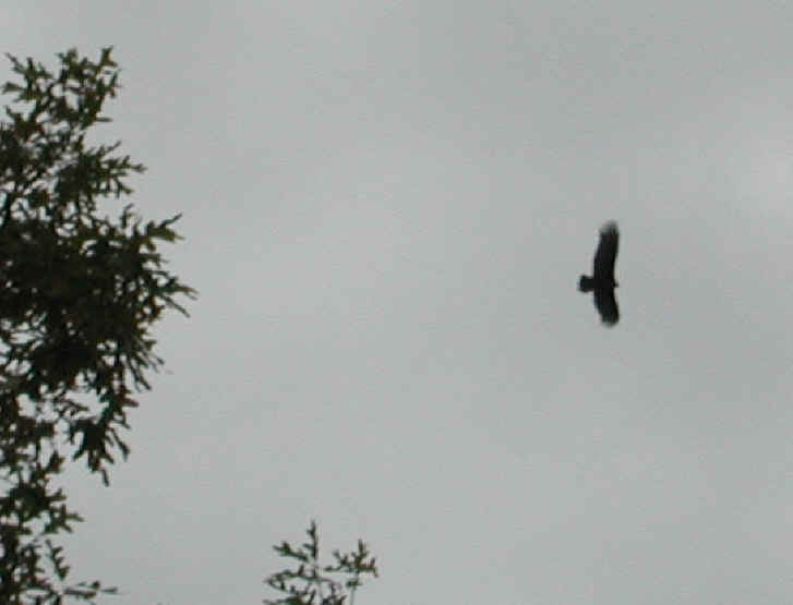 Turkey Vulture or Buzzard (Cathartes aura) - 06