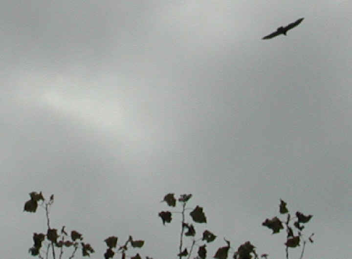 Turkey Vulture or Buzzard (Cathartes aura) - 07