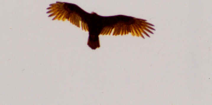 Turkey Vulture or Buzzard (Cathartes aura) - 08