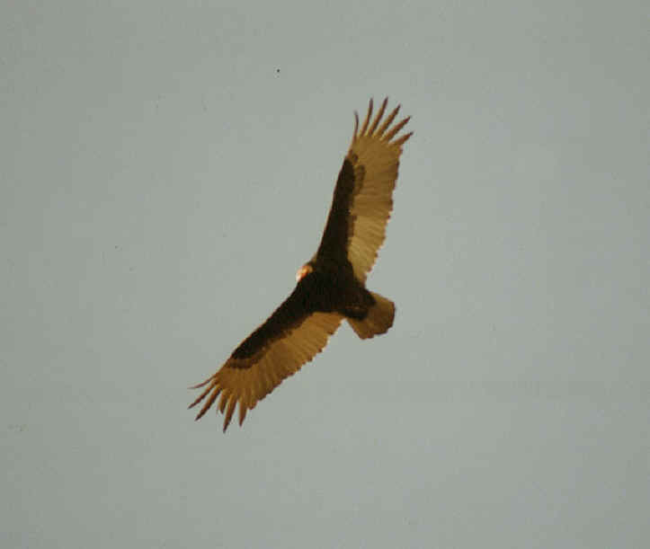 Turkey Vulture or Buzzard (Cathartes aura) - 09