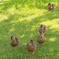 ducks