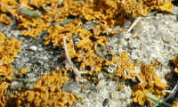 bid-lichen-01.html