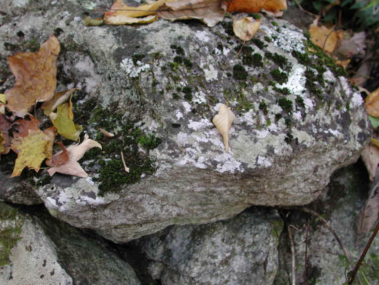 Crabtree Falls - George Washington National Forest - 3 Nov 2005 - 006